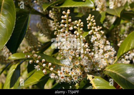 Fleurs du Laurier portugais Evergreen - Prunus lusitanica Portugal Laurel Banque D'Images