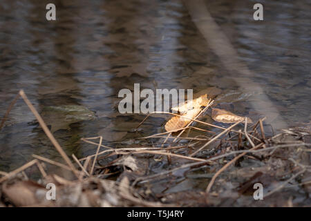 Feuille sèche singulière flottant dans l'eau toujours au-dessus du feuillage marron creux Banque D'Images