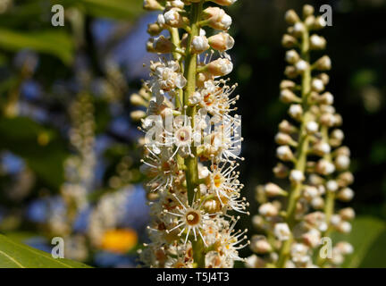 Fleurs du Laurier portugais Evergreen - Prunus lusitanica Portugal Laurel Banque D'Images