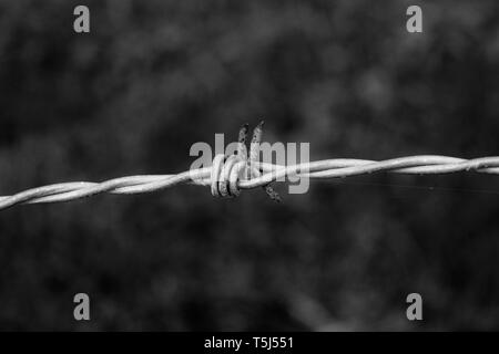 Barbwire en noir et blanc Banque D'Images