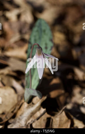 Vue en gros plan de belles truites blanches fleurs des fleurs de lys dans leur habitat forestier Banque D'Images