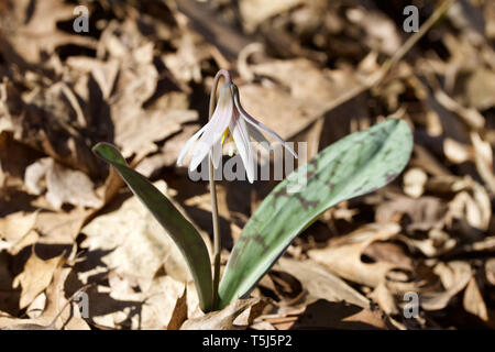 Vue en gros plan de belles truites blanches fleurs des fleurs de lys dans leur habitat forestier Banque D'Images