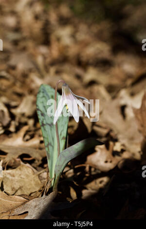 Vue en gros plan de belles truites blanches fleurs des fleurs de lys dans leur habitat forestier Banque D'Images