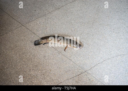 Poissons à tête de serpent rayé d'essayer de sortir de cage sur plancher de marché Banque D'Images