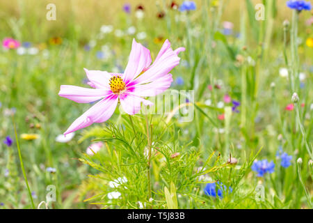 Cosmea dans wildflower meadow, Luxembourg Banque D'Images