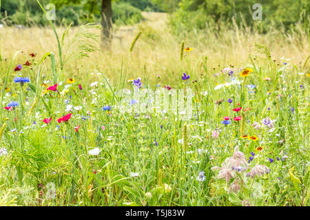 Pré de fleurs sauvages, Luxembourg Banque D'Images