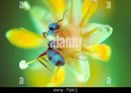 Fleurs microscopiques de la taille d'une fourmi attire les insectes avec une abondance de nectar. Ant de nourriture. Fenêtre sur monde d'ultra macro, toundra hi Banque D'Images