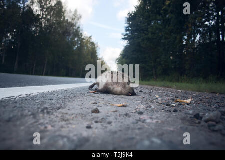 Le malheureux hérisson est frappé sur la route par une voiture. Voiture comme la cause de la mort d'un grand nombre de mammifères : plus la vitesse la plus de victimes Banque D'Images