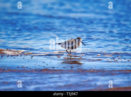 Le Bécasseau variable (Calidris alpina) nourris à bord de l'eau sur plage de sable Banque D'Images