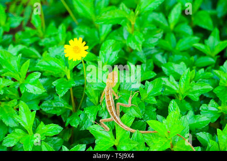 Lizard on top plante verte et jaune fleur est bloom in garden Banque D'Images