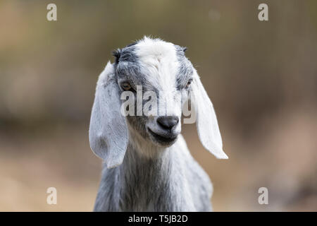 Cute Baby goat posing camera Banque D'Images