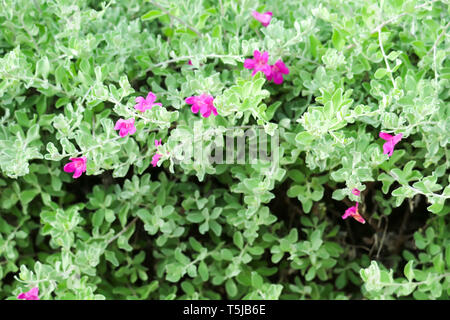 Petit arbuste vient briser beaucoup de branches, ils ont installé une végétation dense, des fleurs violettes à rosâtre-rouge Floraison unique le long de l'aisselle à la fin de t Banque D'Images