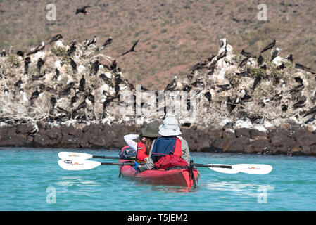 L'affichage d'une colonie de nidification de Frégate un kayak de mer, l'île d'Espiritu Santo, BCS, Mexico Banque D'Images