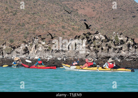 L'affichage d'une colonie de nidification de Frégate kayaks de mer, l'île d'Espiritu Santo, BCS, Mexico Banque D'Images