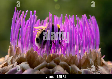 L'artichaut lutte le bourdon avec de longs pétales roses comme macro dans plein souffle fleuri devant un arrière-plan naturel flou Banque D'Images