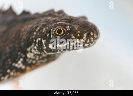 Chef d'un grand mâle triton crêté (Triturus cristatus), photographié pendant la saison de reproduction. Photographié dans des conditions contrôlées. Banque D'Images