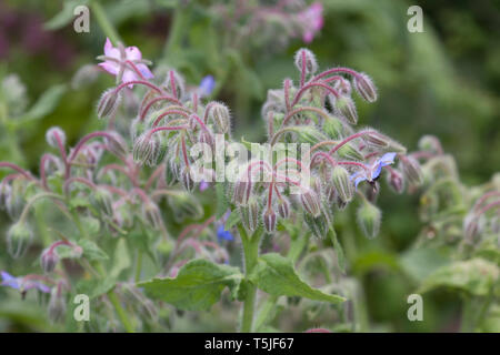 Fleurs de bourrache, Borago officinalis, également connu sous le nom de la trientale boréale, est une herbacée annuelle de la famille des Boraginacées floraison Banque D'Images