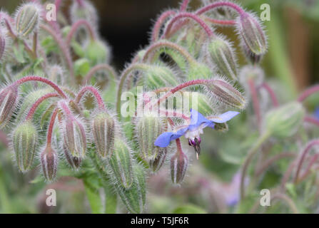 Fleurs de bourrache, Borago officinalis, également connu sous le nom de la trientale boréale, est une herbacée annuelle de la famille des Boraginacées floraison Banque D'Images