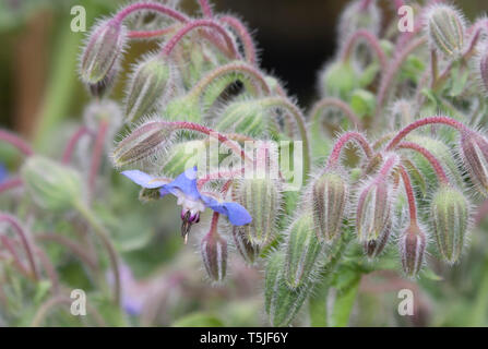 Fleurs de bourrache, Borago officinalis, également connu sous le nom de la trientale boréale, est une herbacée annuelle de la famille des Boraginacées floraison Banque D'Images