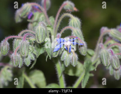 Fleurs de bourrache, Borago officinalis, également connu sous le nom de la trientale boréale, est une herbacée annuelle de la famille des Boraginacées floraison Banque D'Images