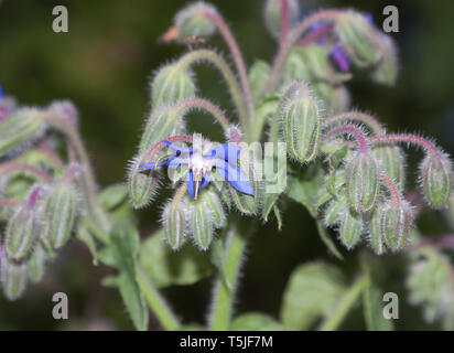Fleurs de bourrache, Borago officinalis, également connu sous le nom de la trientale boréale, est une herbacée annuelle de la famille des Boraginacées floraison Banque D'Images