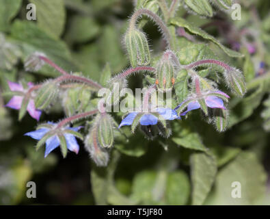 Fleurs de bourrache, Borago officinalis, également connu sous le nom de la trientale boréale, est une herbacée annuelle de la famille des Boraginacées floraison Banque D'Images