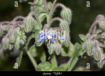 Fleurs de bourrache, Borago officinalis, également connu sous le nom de la trientale boréale, est une herbacée annuelle de la famille des Boraginacées floraison Banque D'Images
