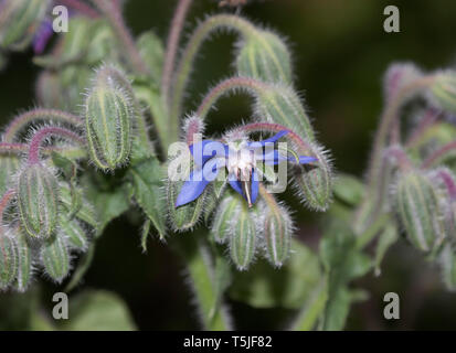 Fleurs de bourrache, Borago officinalis, également connu sous le nom de la trientale boréale, est une herbacée annuelle de la famille des Boraginacées floraison Banque D'Images