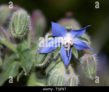 Fleurs de bourrache, Borago officinalis, également connu sous le nom de la trientale boréale, est une herbacée annuelle de la famille des Boraginacées floraison Banque D'Images