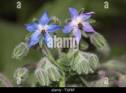 Fleurs de bourrache, Borago officinalis, également connu sous le nom de la trientale boréale, est une herbacée annuelle de la famille des Boraginacées floraison Banque D'Images