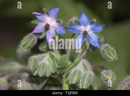 Fleurs de bourrache, Borago officinalis, également connu sous le nom de la trientale boréale, est une herbacée annuelle de la famille des Boraginacées floraison Banque D'Images