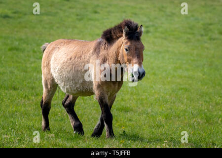 Cheval Przewalskis Vue de côté. Cette race de cheval sauvage trapu a été éteint à l'état sauvage jusqu'à ce que les programmes de sélection présenté dans les steppes de Mongoli Banque D'Images