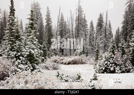 Neige fraîche sur les pins, Silver Lake, Brighton, Big Cottonwood Canyon, les montagnes Wasatch, Utah Banque D'Images