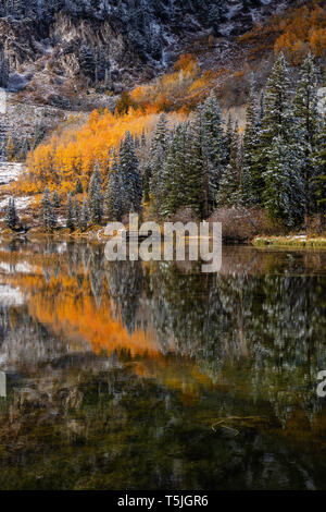 Aspen or et de pins avec la neige reflète dans Silver Lake, Brighton, Big Cottonwood Canyon, les montagnes Wasatch, Utah Banque D'Images