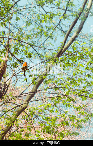 Robin redbreast, Erithacus rubecula aux abords de brindille, assis sur un arbre Banque D'Images