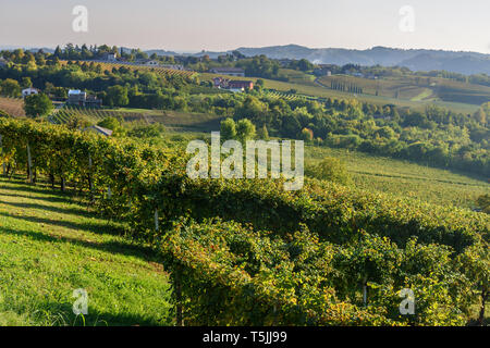 Vignoble pour la production de raisins en vin Prosecco Conegliano. Province de Trévise. Italie Banque D'Images