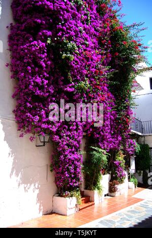 Joli bougainvilliers grandir la paroi d'un immeuble de la vieille ville, Marbella, Province de Malaga, Andalousie, Espagne, Europe, Espagne. Banque D'Images