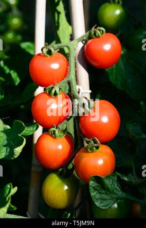 Le mûrissement des tomates d'Alicante sur la plante. Banque D'Images