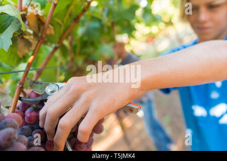 Close-up homme mains ramasser tas de raisins rouges Banque D'Images