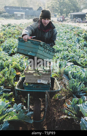 Woman standing in field, transportant des caisses en plastique, la récolte des choux-fleurs. Banque D'Images