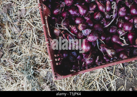 High angle close up of freshly harvested oignons rouges dans la caisse en plastique. Banque D'Images