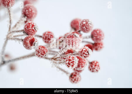 Baies rouges de houx commun Ilex aquifolium, en hiver, le gel-couverts Banque D'Images