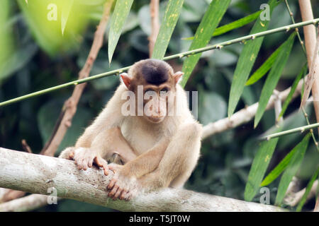 La Malaisie, Bornéo, Centre de réhabilitation des Orang-outans de Sepilok, les jeunes du nord de pig-tailed macaque sur tronc d'arbre Banque D'Images