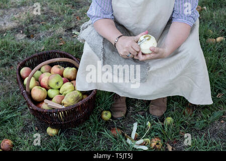 High angle portrait de femme assise dans un verger à côté de panier en osier marron avec des pommes fraîchement cueillies, éplucher une pomme. Banque D'Images