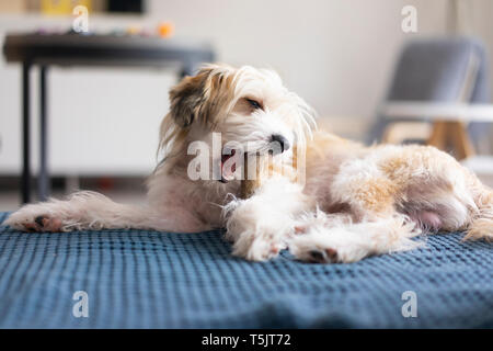 Chien allongé sur une couverture, à mâcher sur un os Banque D'Images