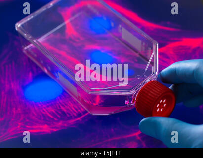 Biologiste cellulaire Cellules souches affichage rouge cultivé dans un milieu de culture et l'image du microscope de la structure cellulaire dans l'arrière-plan Banque D'Images