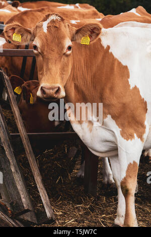 Piebald Guernesey rouge et blanc sur une ferme de vache, looking at camera. Banque D'Images