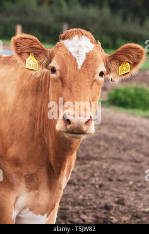 Piebald Guernesey rouge et blanc sur un pâturage de vaches regardant la caméra. Banque D'Images