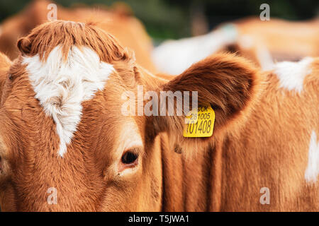 Rouge et blanc Piebald Guernesey vache sur un pâturage. Banque D'Images