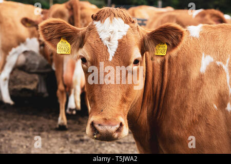 Piebald troupeau de vaches Guernesey rouge et blanc sur un pâturage. Banque D'Images